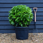 Japanese Privet tree | Ligustrum texanum - Ball - Height 70cm - Width 70cm - 55lt