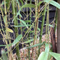 Phyllostachys aurea | Fish-pole bamboo - Height 180-200cm - 10lt