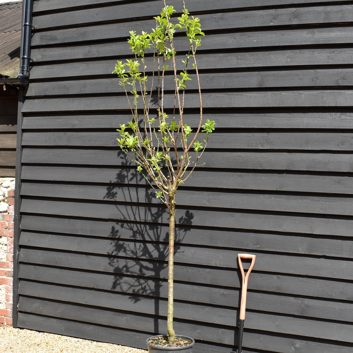 Plum 'Mirabelle de Nancy' | Prunus domestica - Clear Stem 100cm - Height 200-250cm - Girth 12-14cm - 20lt