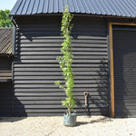 Liquidambar styraciflua 'Slender Silhouette' - Height 350-380cm - Girth 8-10cm - 45lt