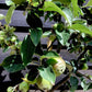 Apple tree 'Reine des Reinettes' | Malus Domestica - 150-160cm - 10lt