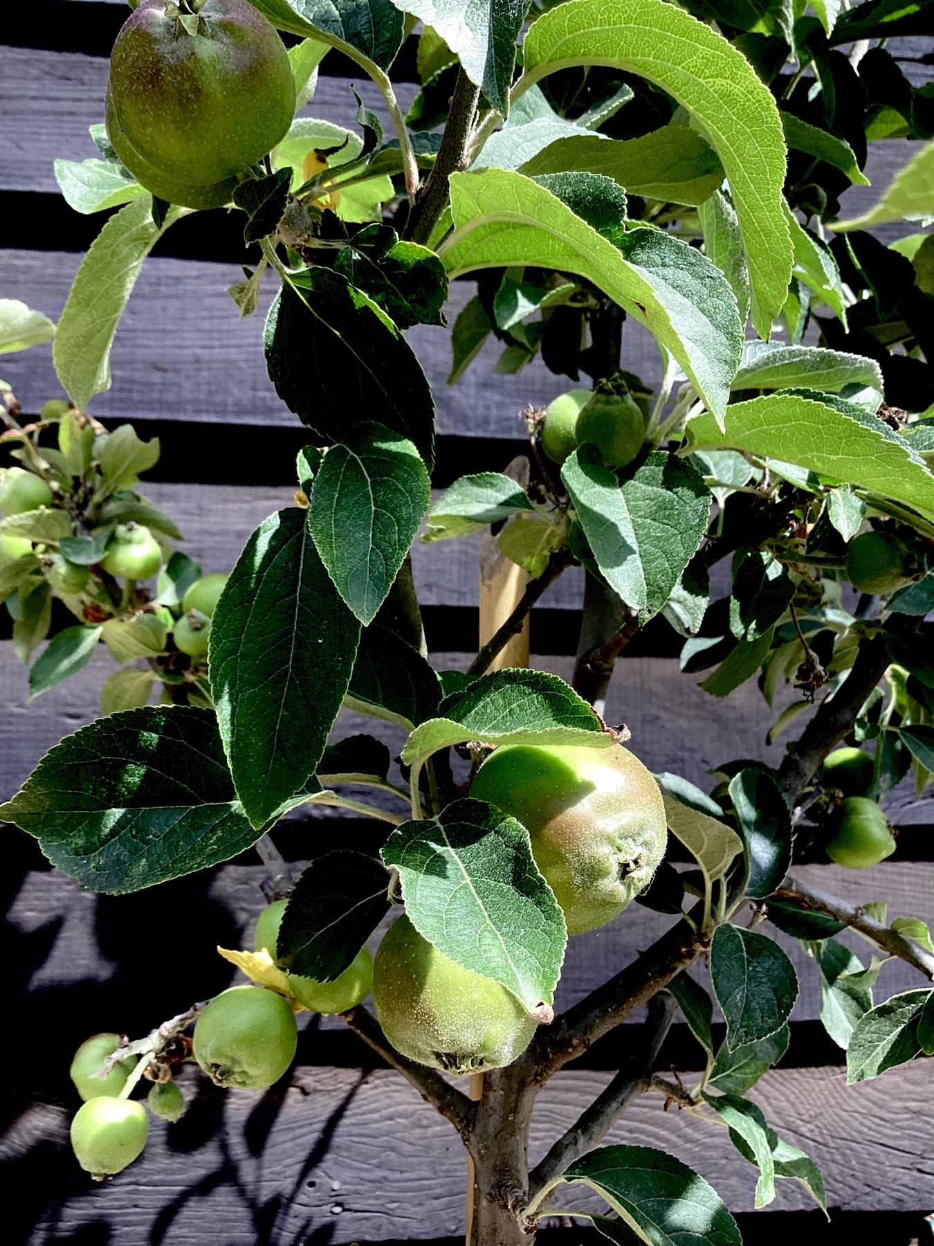 Apple tree 'Reine des Reinettes' | Malus Domestica - 150-160cm - 10lt
