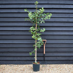 Ginkgo biloba | Maidenhair Tree -Height 180-220cm - 12lt