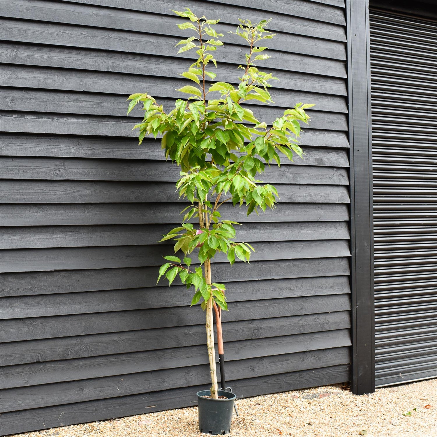 Cherry 'Shizuka' | Prunus Fragrant Cloud - 180-220cm - 12lt