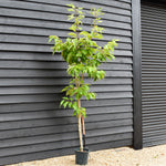 Cherry 'Shizuka' | Prunus Fragrant Cloud - Height 160-200cm - 12lt
