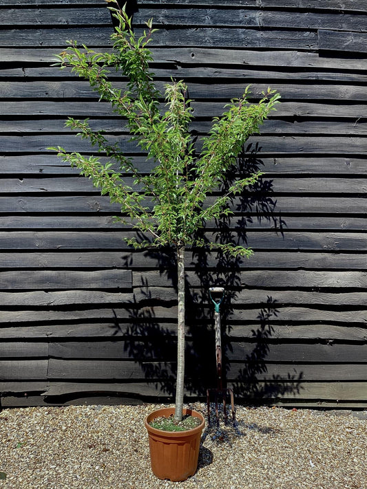 Prunus 'Okame' (cherry 'Okame') 1/2 Std Girth 10-12cm - 200-250cm, 25lt