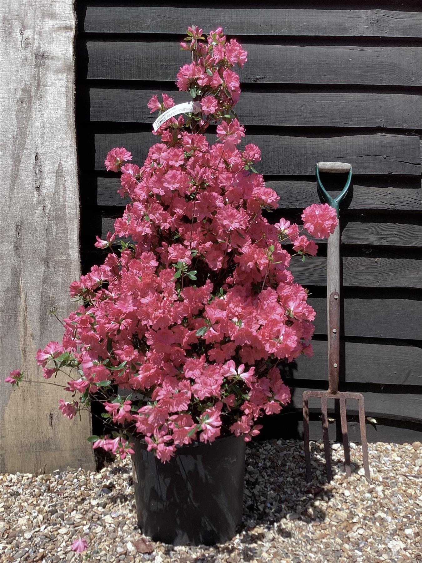 Azalea Japonica | Rhododendron - 115cm, 20lt