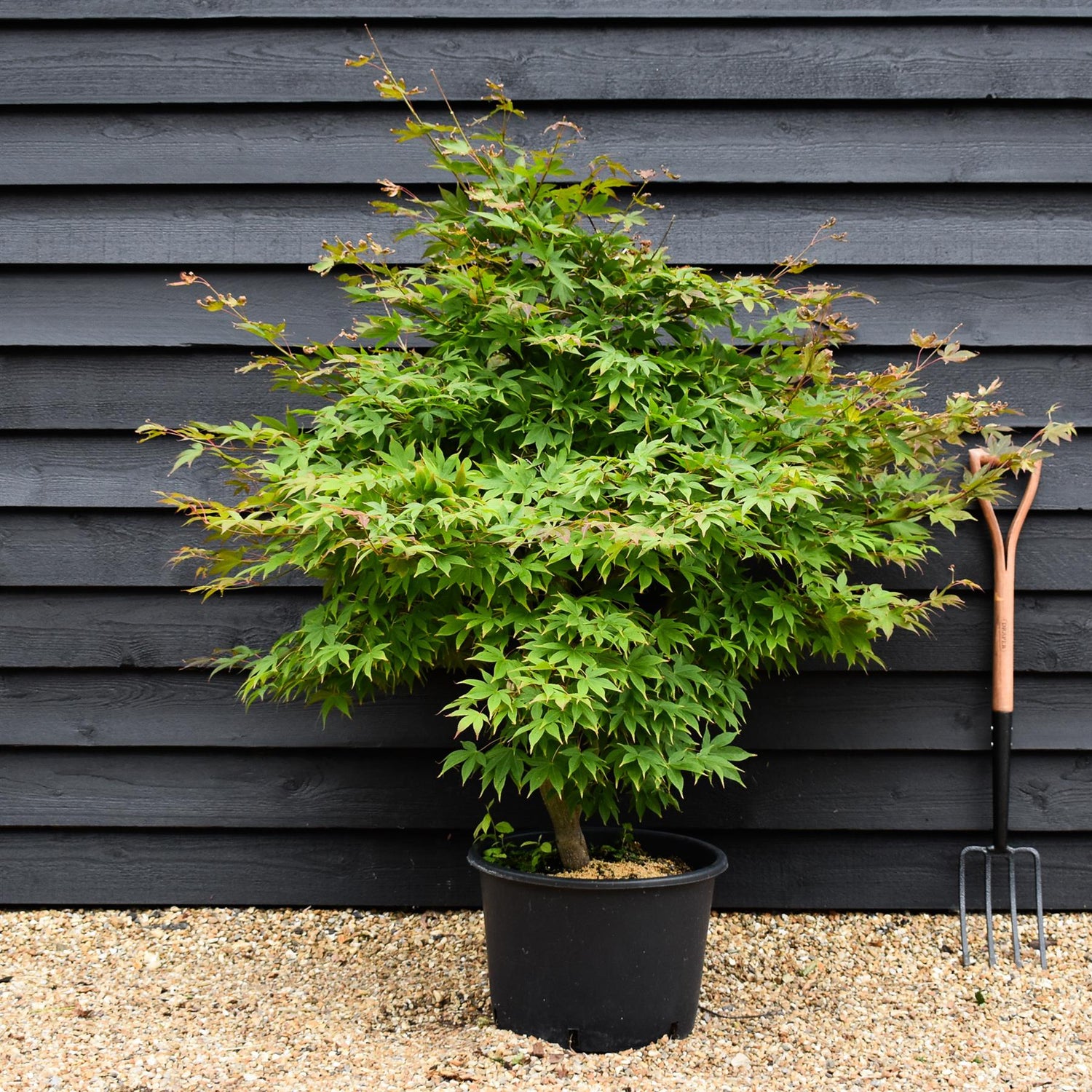 Acer palmatum 'Osakazuki' | Japanese Maple - Bushy - 150-180cm - 35lt