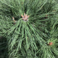 Pinus Nigra 'Brepo' | Dwarf Austrian Pine - Stem - ST30 - Height 70cm - Width 60cm - 18lt