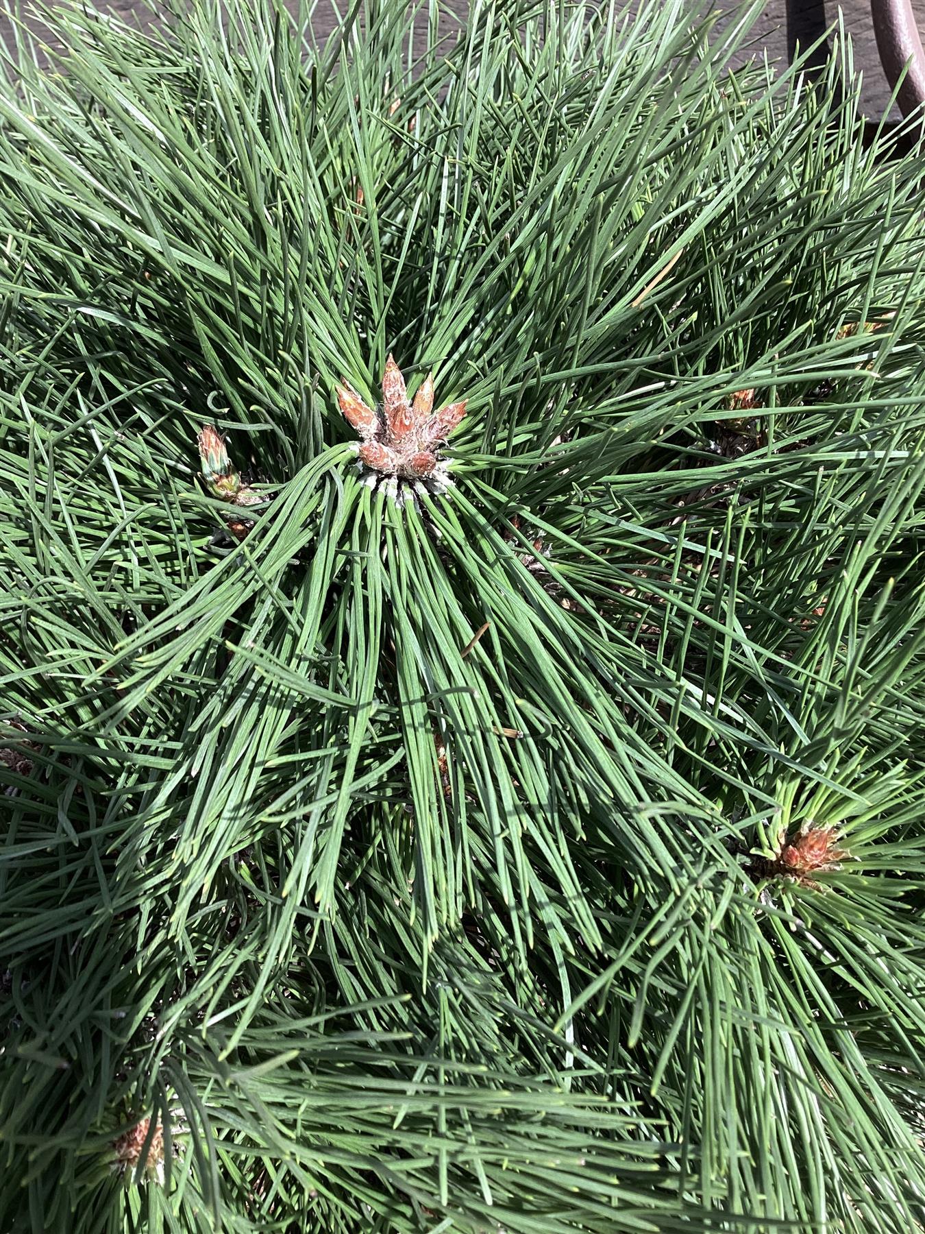 Pinus Nigra 'Brepo' | Dwarf Austrian Pine - Stem - ST30 - Height 70cm - Width 60cm - 18lt