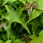 Liquidambar styraciflua 'Gum Ball' - Half standard - Clear Stem 100cm - Girth 6-8cm - Height 140-160cm - 20lt
