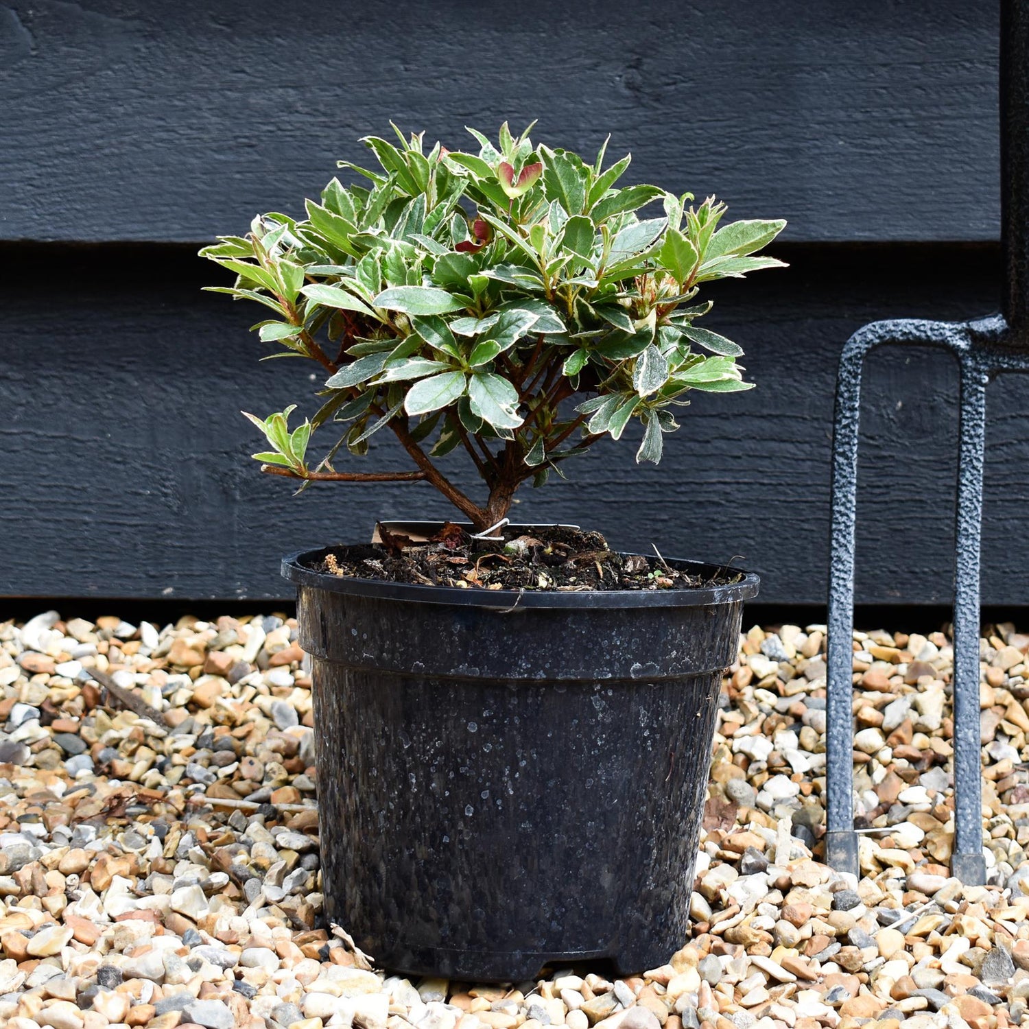 Azalea Japonica 'Hot Shot' - Height 15-20cm - Bushy - 2lt