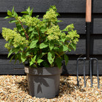 Hydrangea Paniculata 'Little Fresco' - Height 40-50cm - 7.5lt