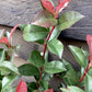 Photinia  x fraseri 'Red Robin' - Bush - Shrub - Hedging - Height 50-80cm - 5lt