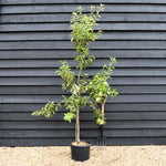 Pear 'Beth' | Pyrus communis - Height 120-150cm - 20lt