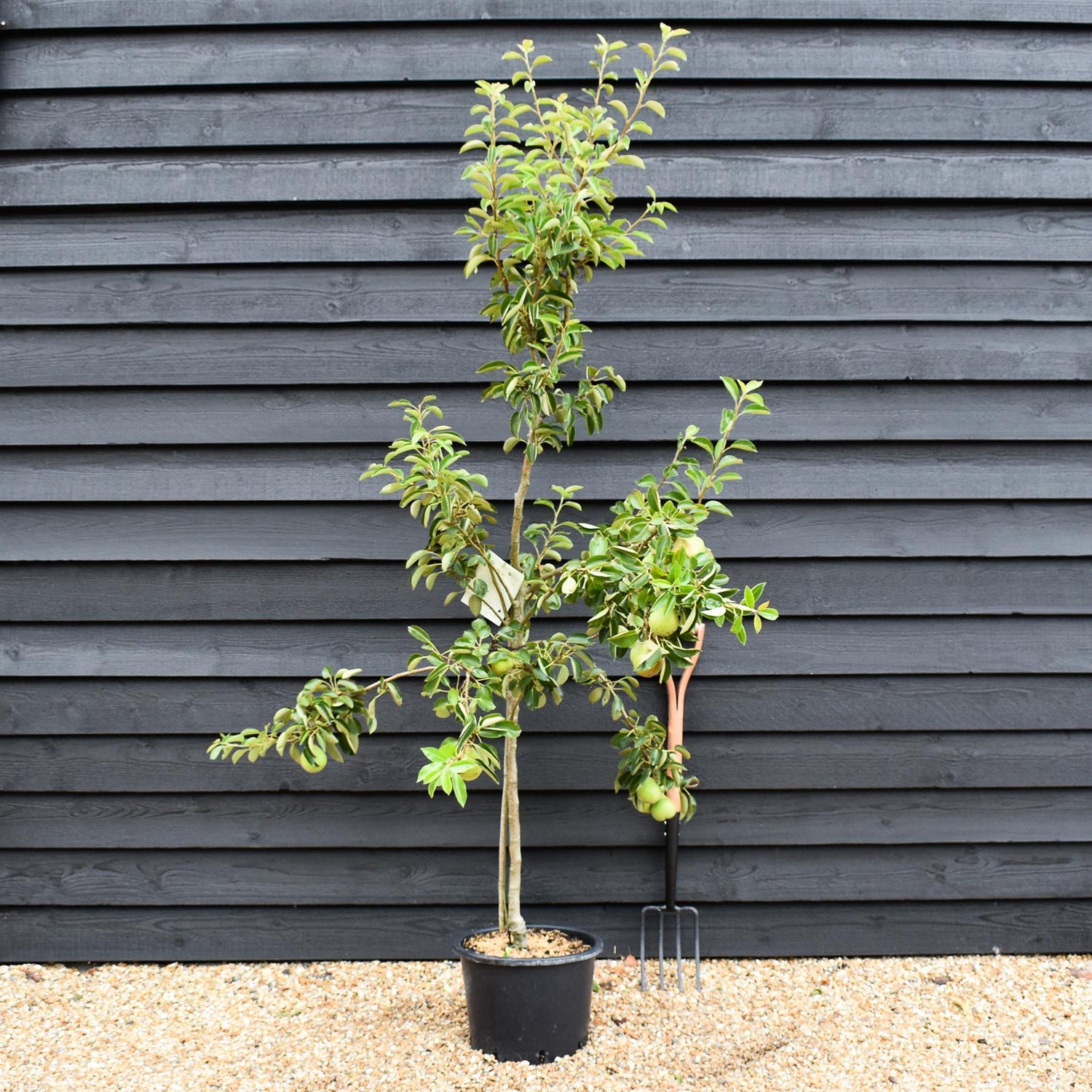 Pear 'Beth' | Pyrus communis - Height 120-150cm - 20lt