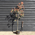 Photinia Louise | Christmas berry 'Louise' - Height - 170-190cm, 20lt