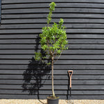 Plum 'Regina Claudia Gialla' - Greengage |Prunus domestica - Clear Stem 100cm - Height 200-250cm - Girth 14-16cm - 20lt