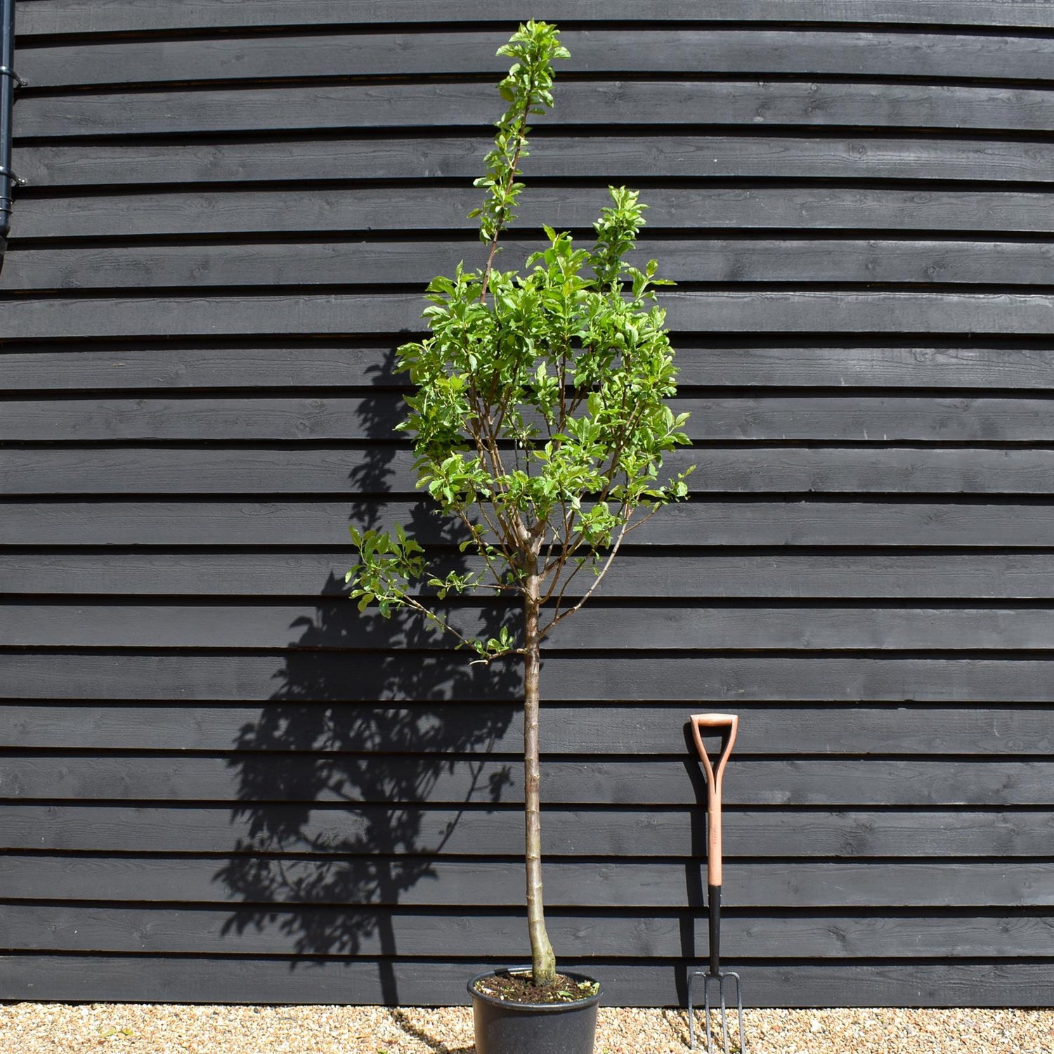 Plum 'Regina Claudia Gialla' - Greengage |Prunus domestica - Clear Stem 100cm - Height 200-250cm - Girth 14-16cm - 20lt