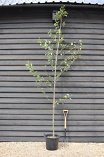 Alnus Incana - Grey Alder tree - Height 270-300cm - 30lt
