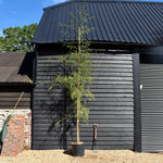 Alnus Glutinosa Imperialis - Height 400-420cm - 50lt