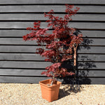 Acer palmatum 'Little Red' | Japanese Maple Little Red - 60-80cm - 15lt
