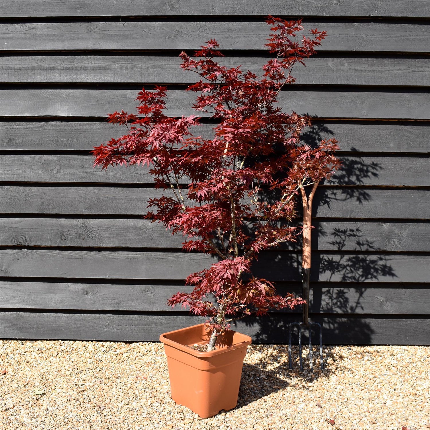 Acer palmatum 'Little Red' | Japanese Maple Little Red - 60-80cm - 15lt