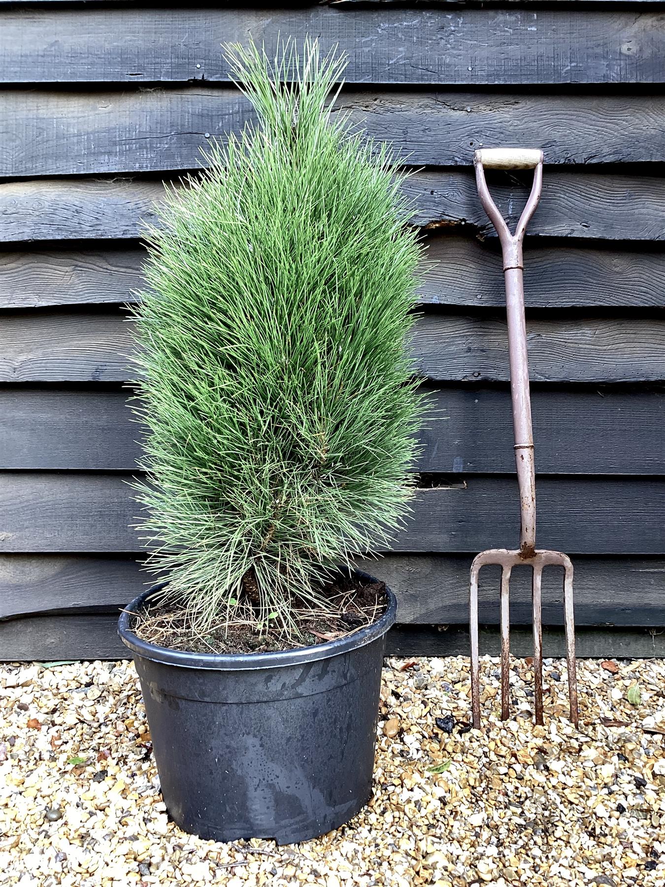 Pinus Nigra Green Tower - Height 100cm - Width 30-40cm - 25lt