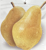 Pear tree 'Williams' Bon Chretien' | Pyrus communis - Half Standard - Girth 12-14cm - Height 180-200cm - 30lt