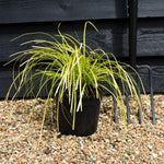 Carex oshimensis 'Everillo' - Grass - Perennial - 3lt