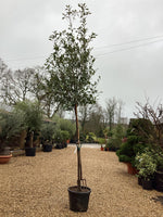 Photinia Pink Marble | Christmas berry Pink Marble Standard - 350cm, 55lt