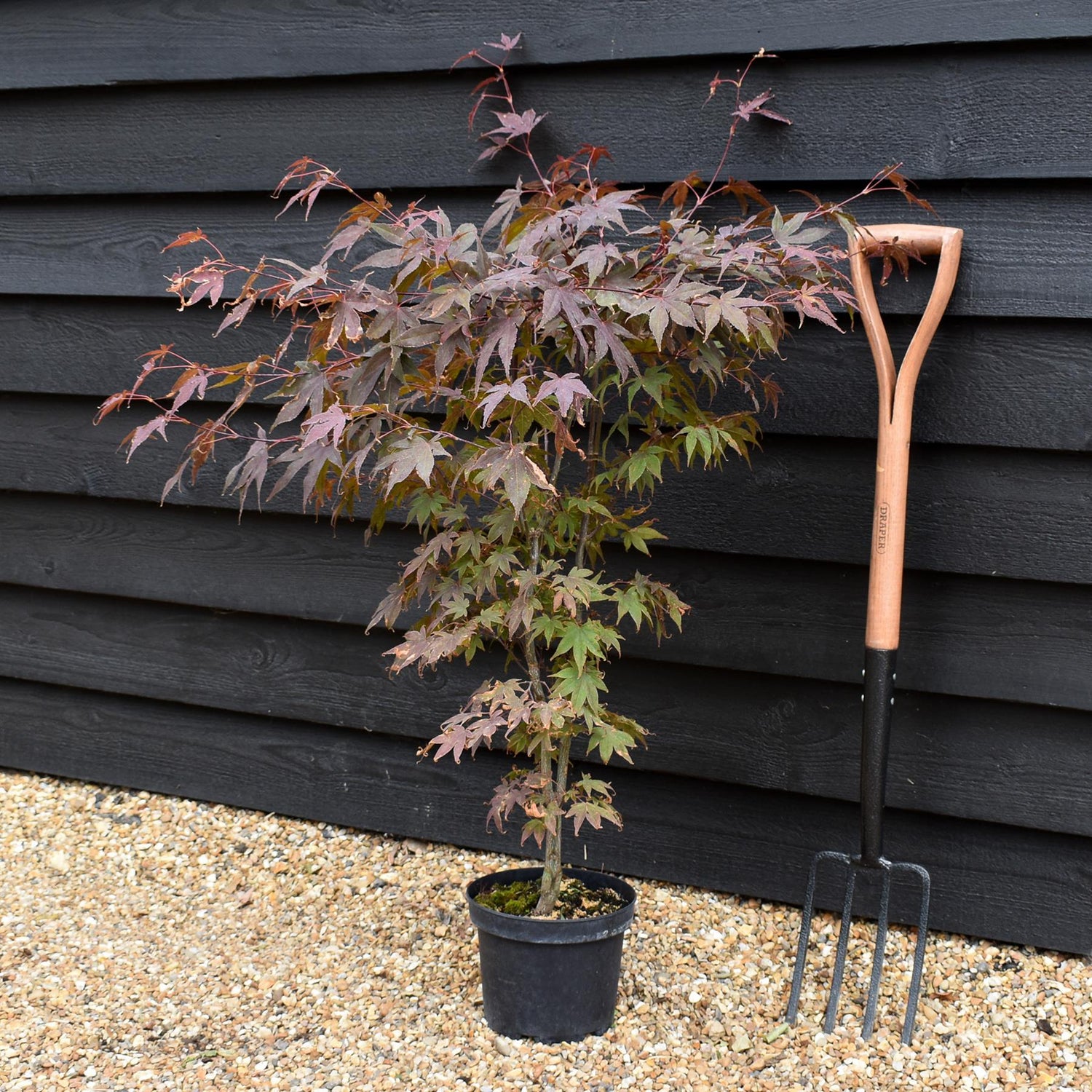 Acer palmatum 'Atropurpureum' | Red Leaf Japanese maple - 50-70cm - 4-5lt