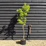 Pear 'Doyenne du Comice' | Pyrus communis - Semi Dwarfing - Height 160-180cm - 20lt