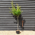Plum tree 'President' | Prunus domestica - Height 100-120cm - 20lt
