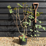 Viburnum Opulus | Snowball Bush - Height 80-100cm -10lt