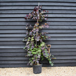 Cercis canadensis 'Ruby Falls' | Eastern Redbud - Twisted stem - Height 160-180cm - 30lt