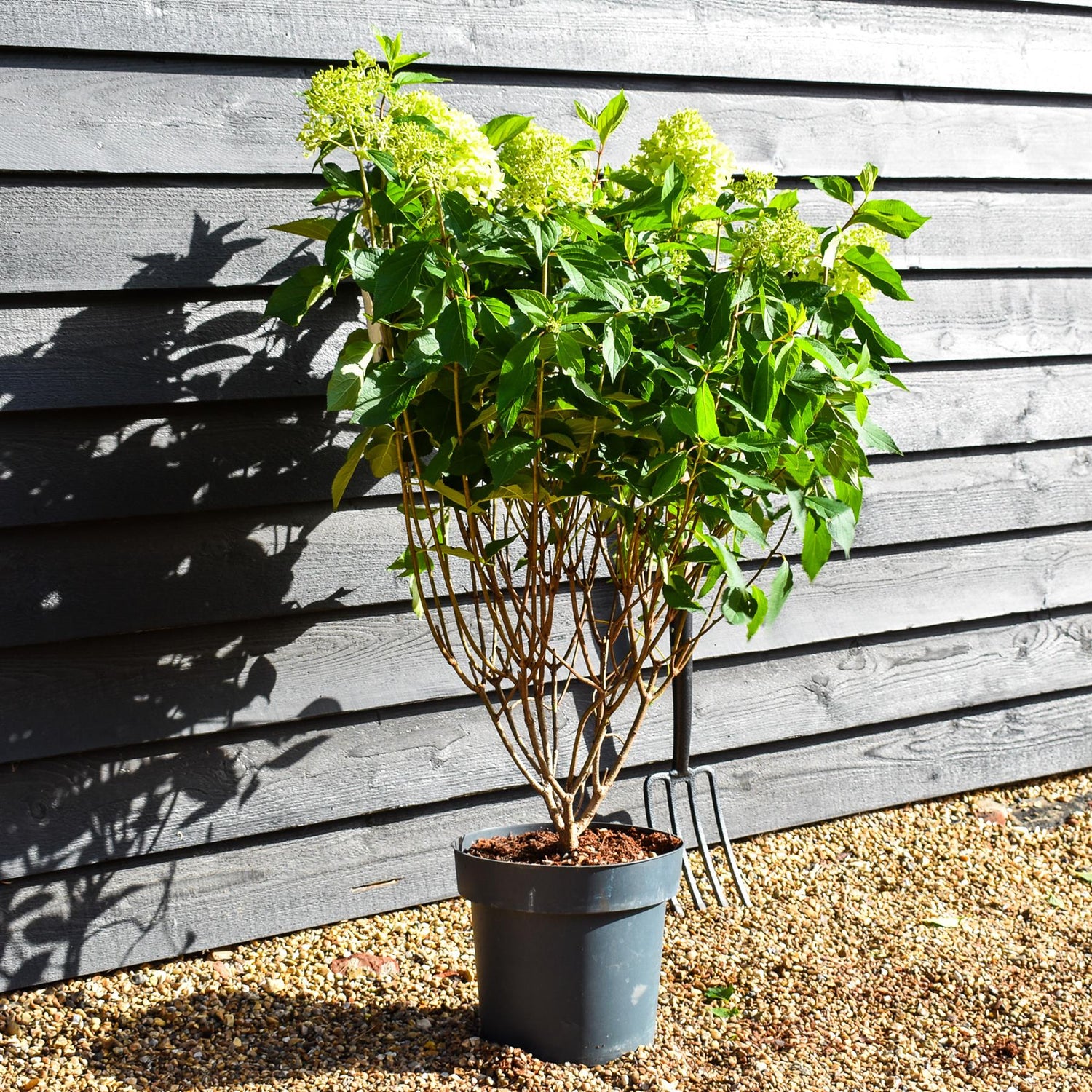 Hydrangea paniculata 'Skyfall' - Height 50-60cm - 15lt