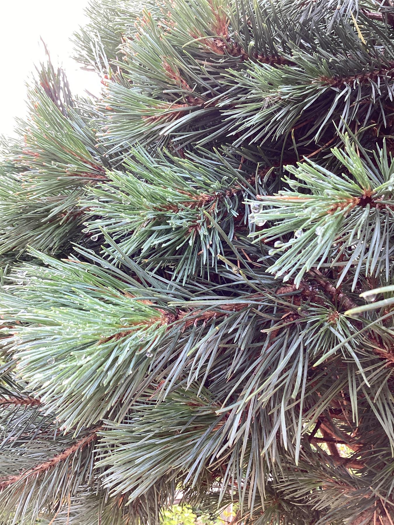 Pinus sylvestris 'Watereri' | Scots pine - Multistem - Parachute - Huge - Unique -  225cm - 500lt