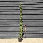 Trachelospermum jasminoides - Evergreen Climber - Cane - 230-250cm - 10lt