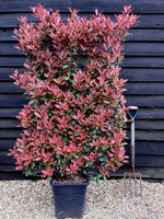 Photinia Red Robin | Christmas berry 'Red Robin' - Compacta - Frame - 150-160cm, 30lt