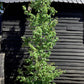 Parrotia Persica Multistem | Iron Tree - 400-420cm, 180lt