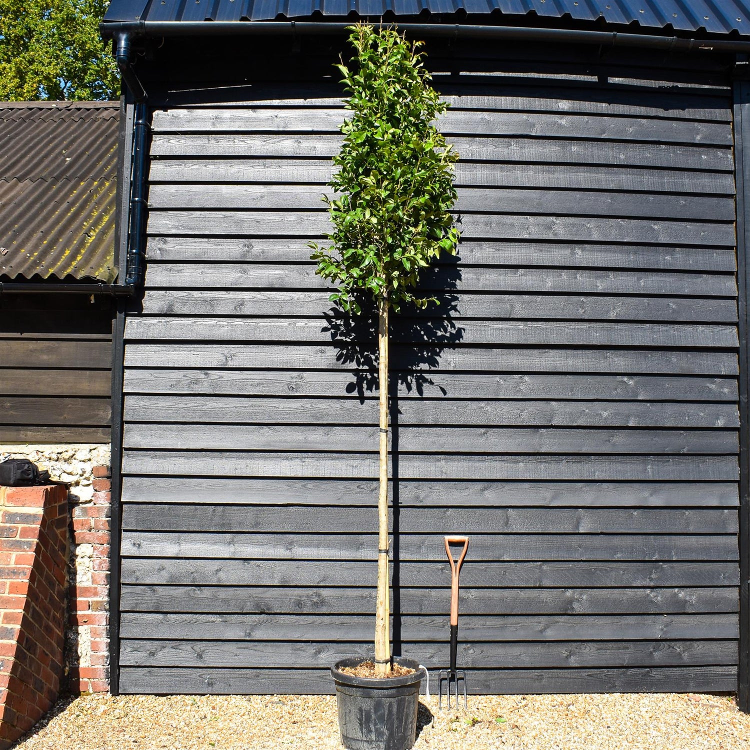 Japanese Privet tree | Ligustrum japonicum - Clear Stem 180cm - Height 220-260cm - Girth 8-10cm - 30lt