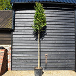 Japanese Privet tree | Ligustrum japonicum - Clear Stem 180cm - Height 220-260cm - Girth 8-10cm - 30lt