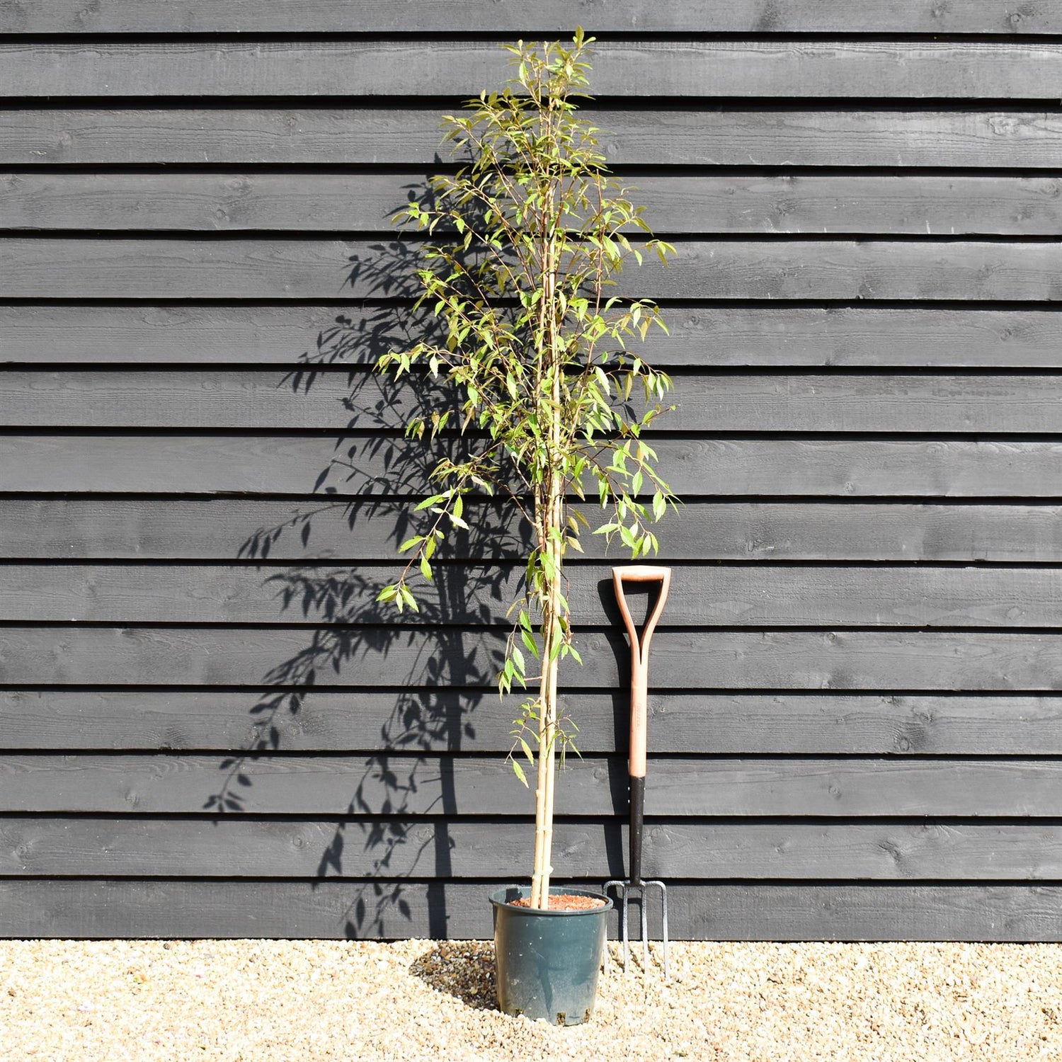 Hoheria sexstylosa Snow White | Ribbonwood - Bushy - 180-220 - 12lt