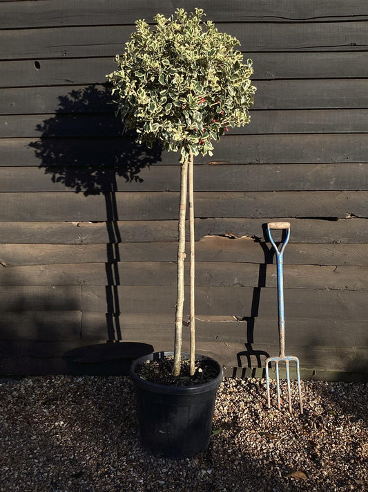 Ilex aquifolium 'Argentea Marginata' | Silver-Margined Holly - Clear Stem -  Height 150-160cm - 45lt
