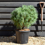 Pinus strobus 'Squiggles' - Bushy - Height 50cm - 20lt