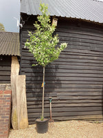 Prunus Padus | Bird Cherry - Girth 12-14 cm - 240-260cm - 45lt