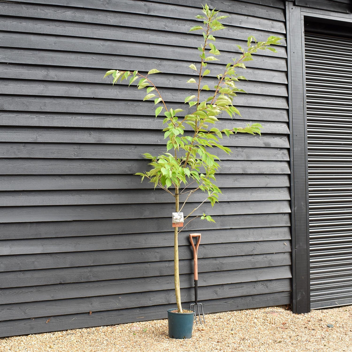 Prunus Shirotae | Cherry 'Shirotae' - 200-250cm, 10lt