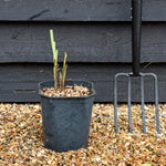 Miscanthus sinensis 'Malepartus' - Grass - Deciduous Perennial - 5lt