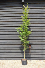 Hornebean Fastigata | Carpinus betulus 'Fastigiata' - 220-240cm - 20lt